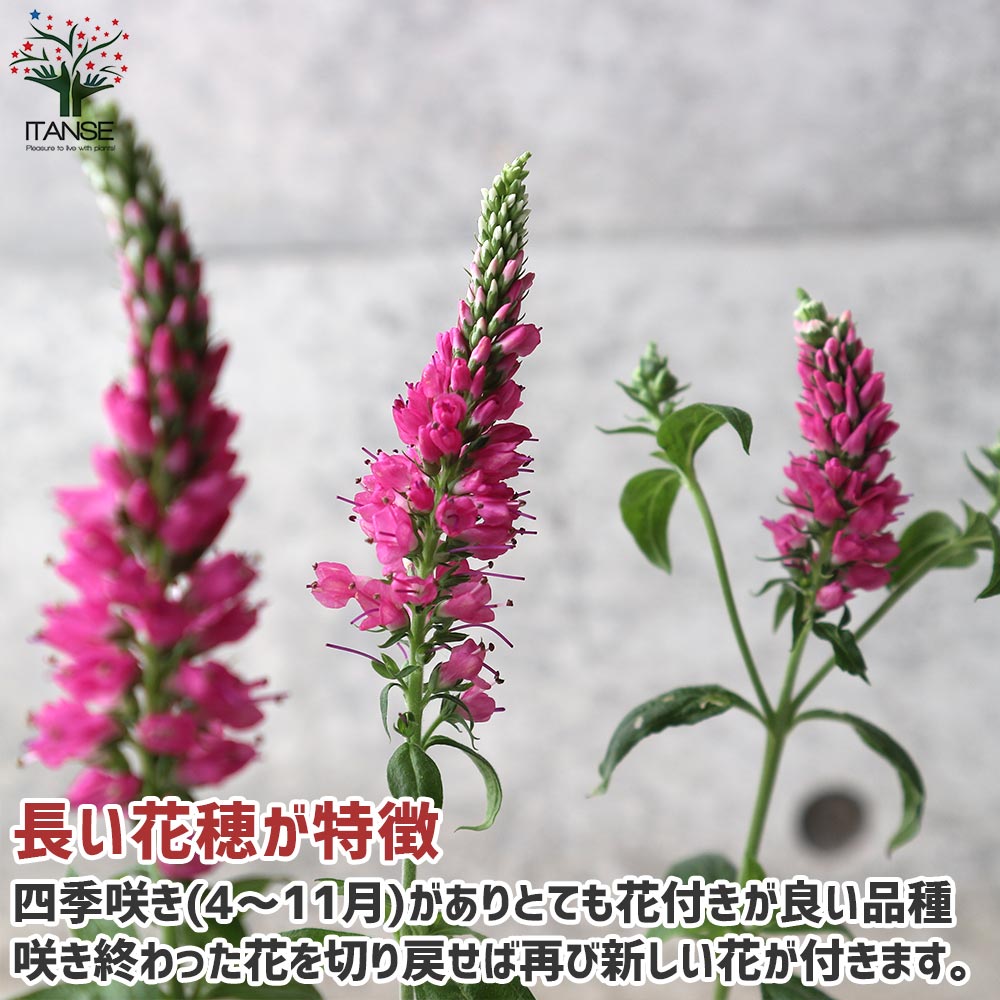 61 ＊暑さ寒さに強い宿根草ベロニカ（ハミングバード）ピンク　花終わり苗　来年用 ベロニカ ハミングバード ブルー、ピンク、ホワイト各1個／合計3