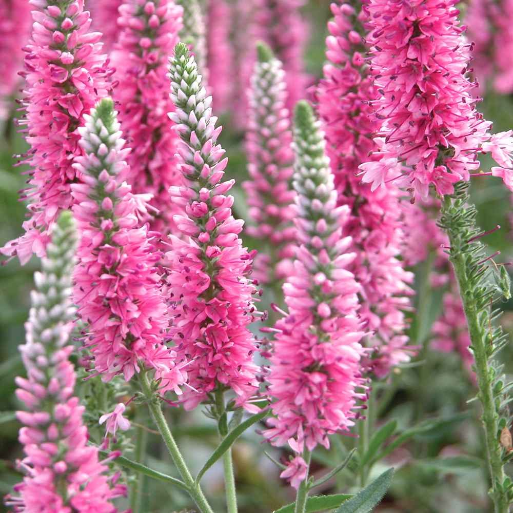 ベロニカ ハミングバード ピンク【花苗 3.5号ポット／お買い得2個