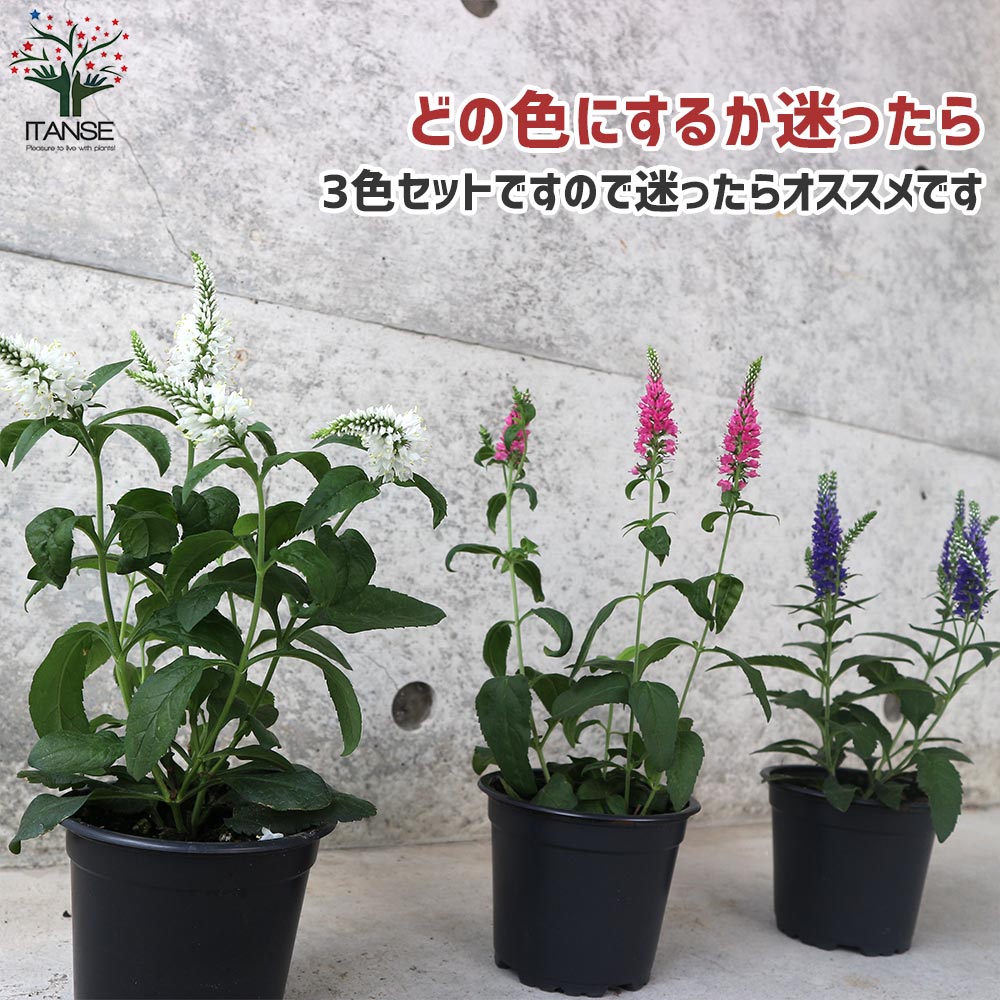 ベロニカ ハミングバード ブルー、ピンク、ホワイト各1個／合計3個