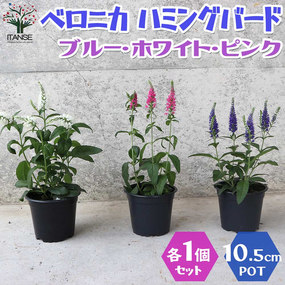 ベロニカ ハミングバード ブルー、ピンク、ホワイト各1個／合計3個セット【花苗 3.5号ポット／お買い得3個セット】