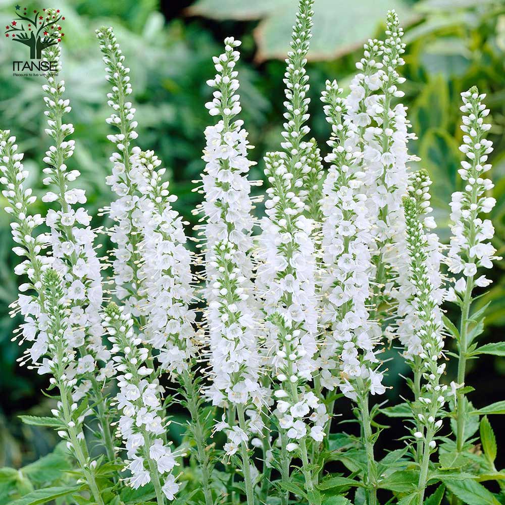 ベロニカ ハミングバード ブルー、ピンク、ホワイト各1個／合計3個