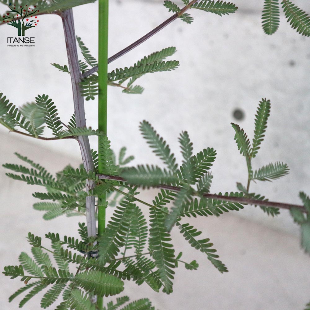 銅葉ミモザアカシア (ギンヨウアカシア プルプレア) 【庭木 7号ポット