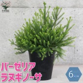 バーゼリア ラヌギノーサ【庭木 6号ポット／1個売り】|植木・花木