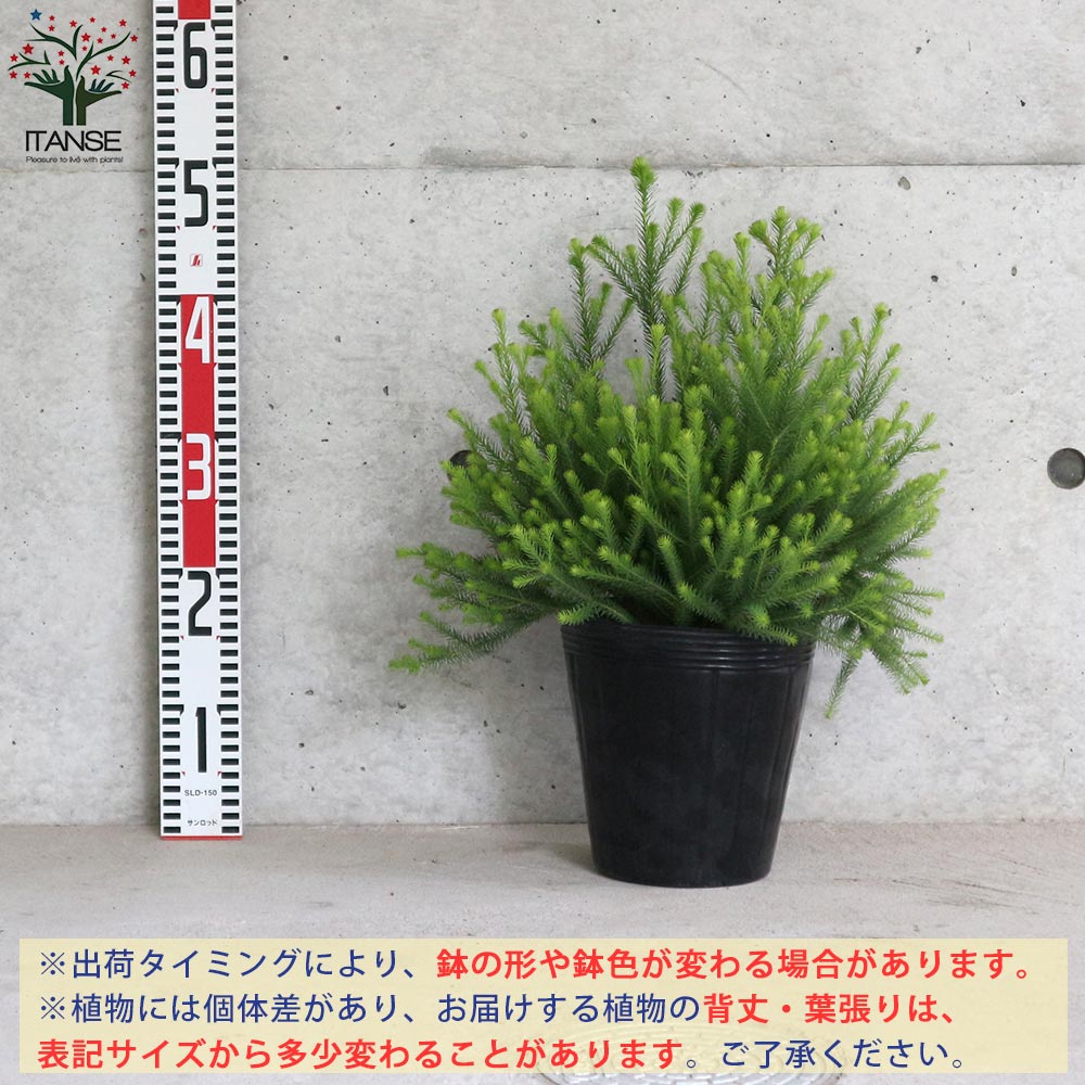 バーゼリア ラヌギノーサ【庭木 6号ポット／1個売り】｜ 【植物の