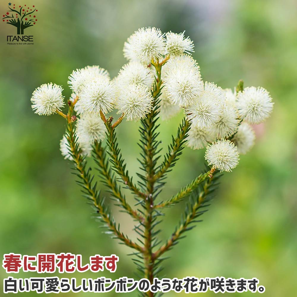 バーゼリア ラヌギノーサ【庭木 6号ポット／1個売り】｜ 【植物の