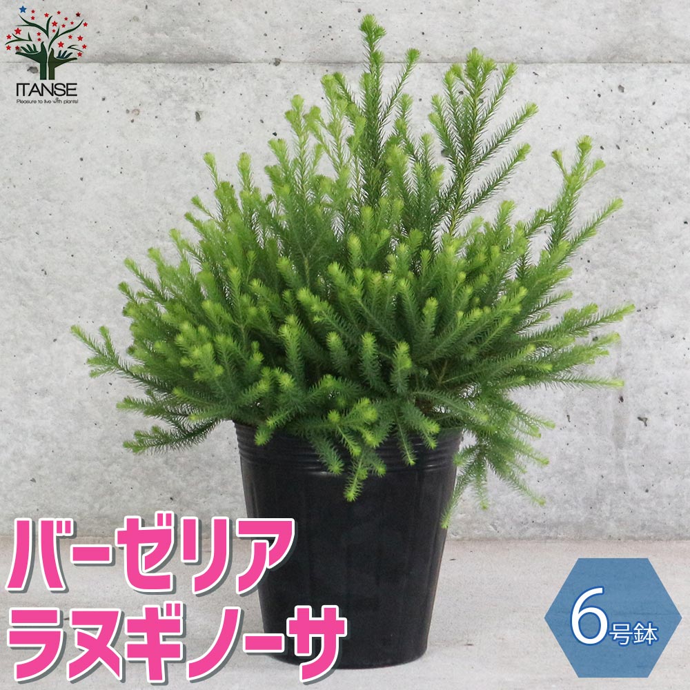 バーゼリア ラヌギノーサ【庭木 6号ポット／1個売り】｜ 【植物の