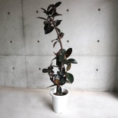 フィカス バーガンディー ゴムの木の仲間 リビングやオフィス向きサイズ【観葉植物 大型 8号プラスチック鉢／1個売り】|観葉植物
