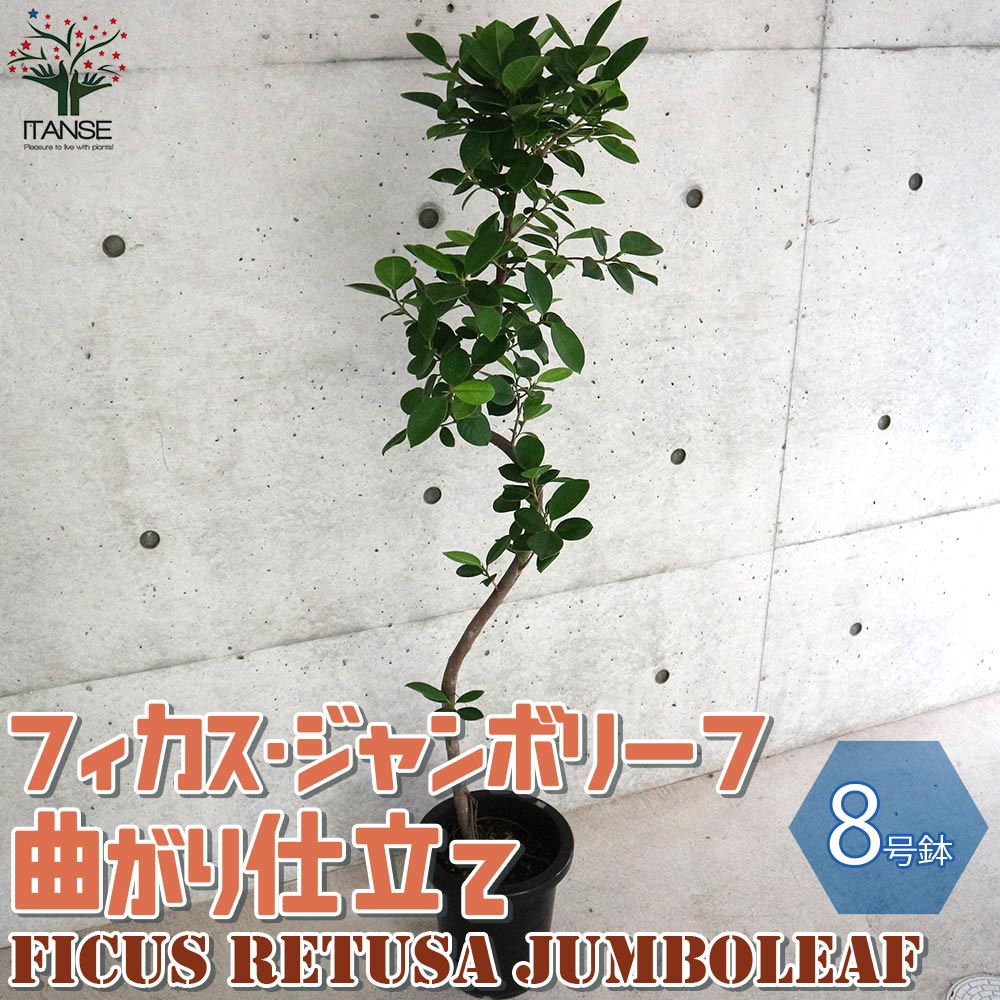 あ*な様 月末迄　フィカス　ジャンボリーフ　大株　朴仕立て　ゴムの木観葉植物　茎 あ*な様 月末迄 フィカス ジャンボリーフ 大株 朴仕立て ゴムの木