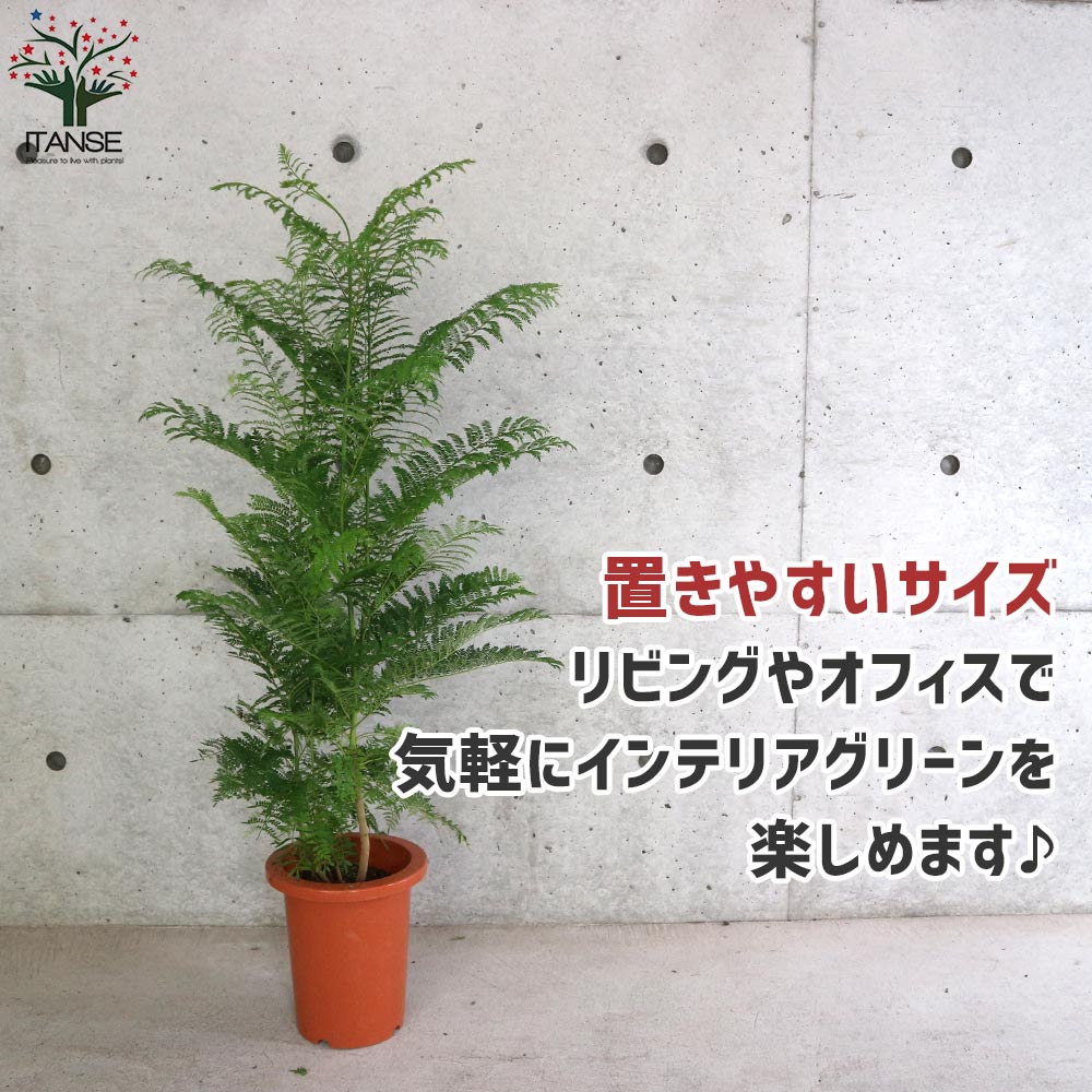 ジャカランタ ミモシフォリア リビングやオフィス向きサイズ【観葉植物