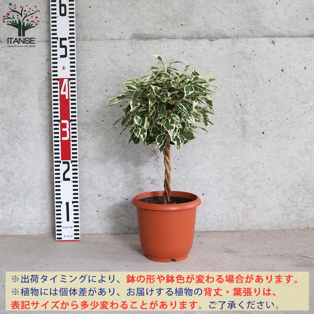 ベンジャミナ スターライト リビングやオフィス向きサイズ【観葉植物 5
