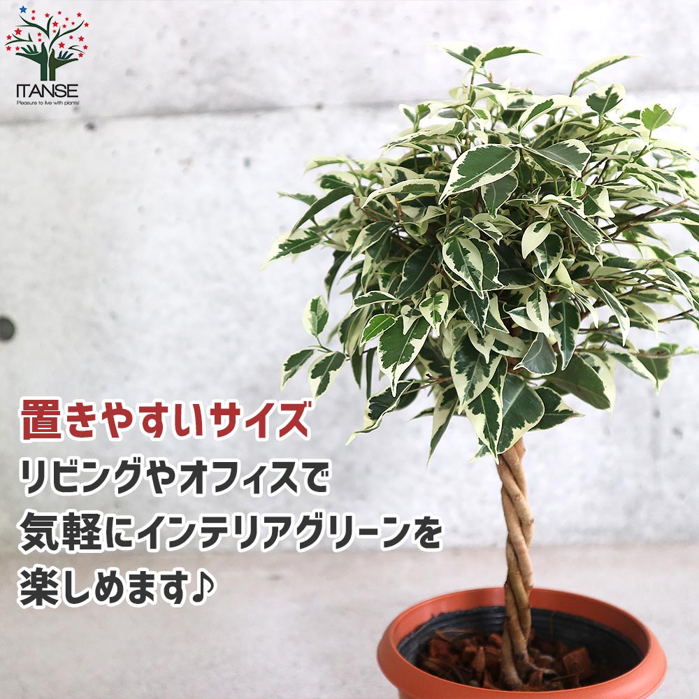 ベンジャミナ スターライト リビングやオフィス向きサイズ【観葉植物 5