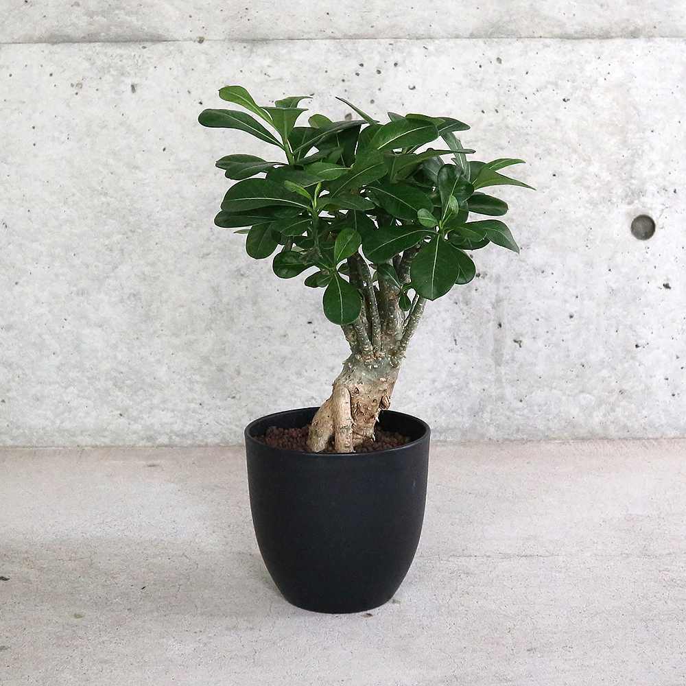 アデニウム アデニューム オベスム リビングやオフィス向きサイズ【観葉植物 5号鉢／1個売り】
