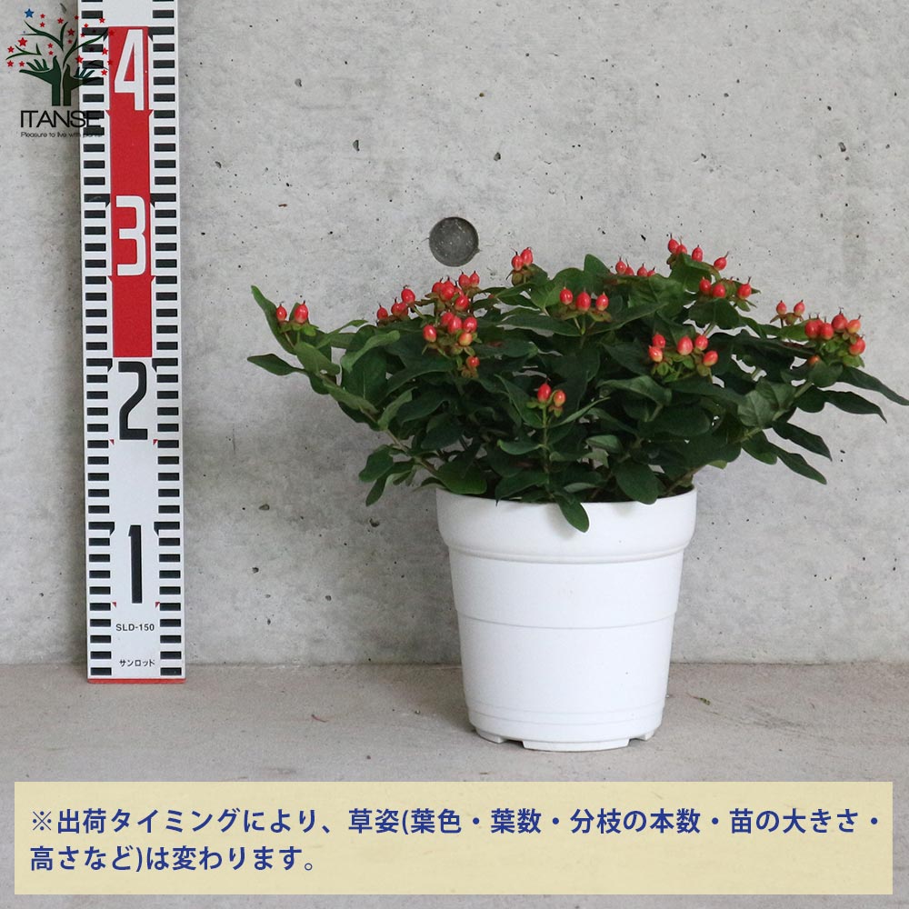 ヒペリカム ジュエリールビー 【庭木 5号鉢／1個売り】｜ 【植物の