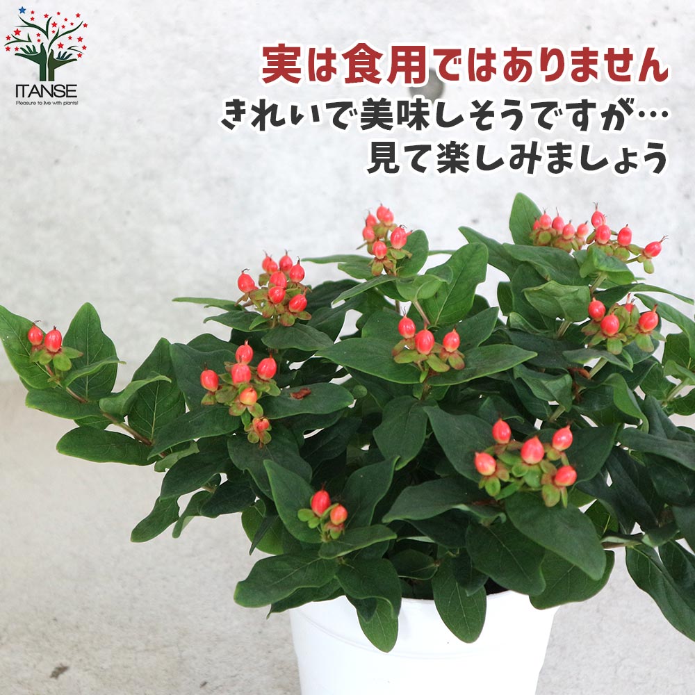 ヒペリカム ジュエリールビー 【庭木 5号鉢／1個売り】｜ 【植物の