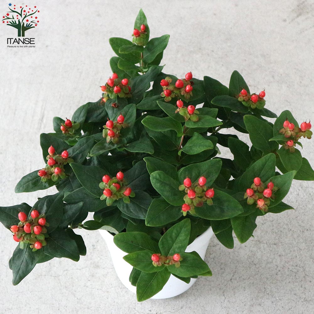 ヒペリカム ジュエリールビー 【庭木 5号鉢／1個売り】｜ 【植物