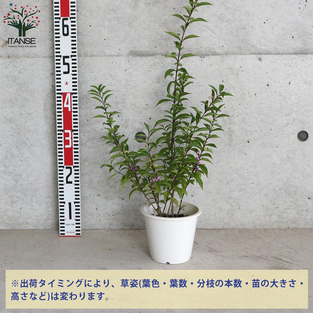 ムラサキシキブ(紫式部) コムラサキ 【庭木 5号鉢／1個売り】｜ 【植物