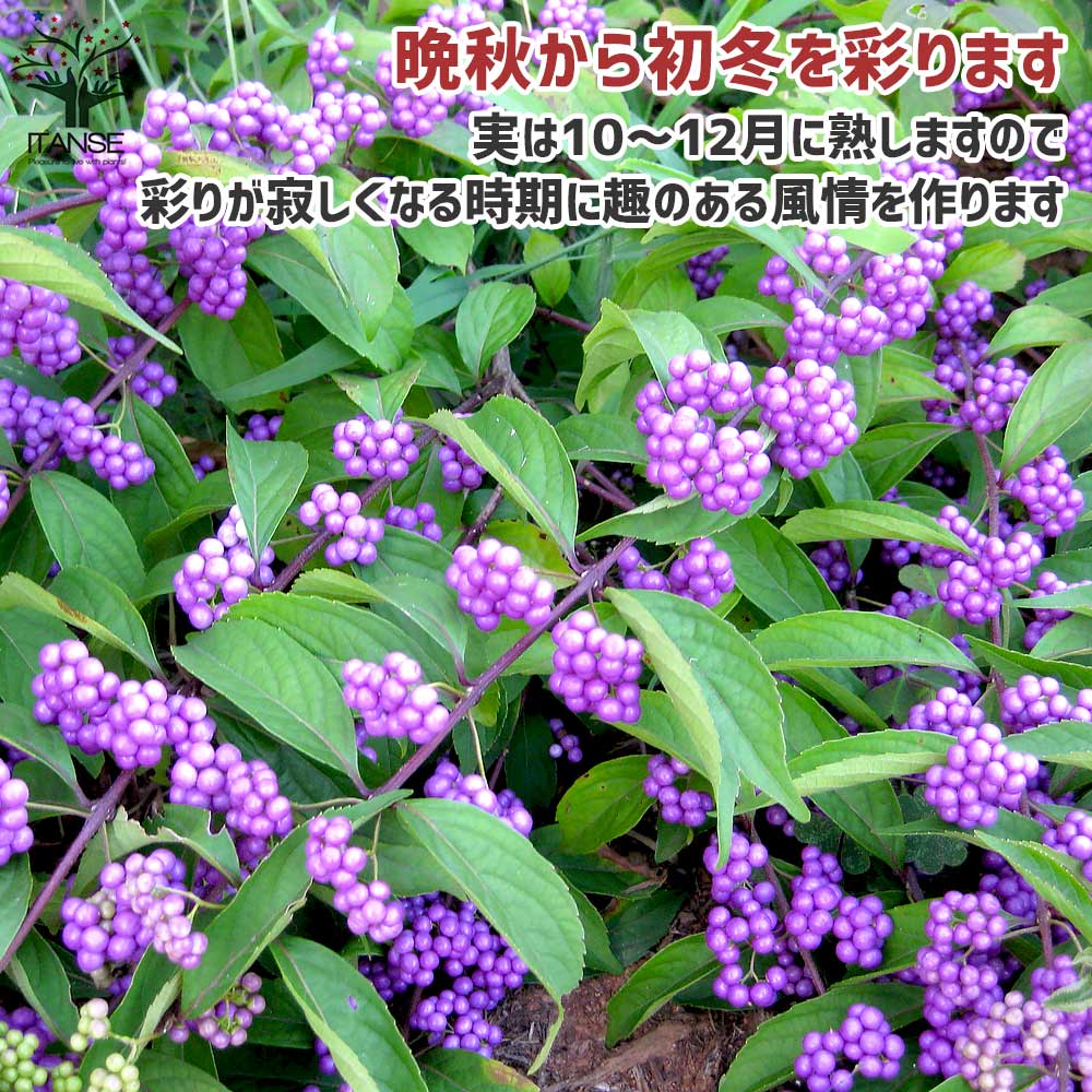 ムラサキシキブ(紫式部) コムラサキ 【庭木 5号鉢／1個売り】｜ 【植物