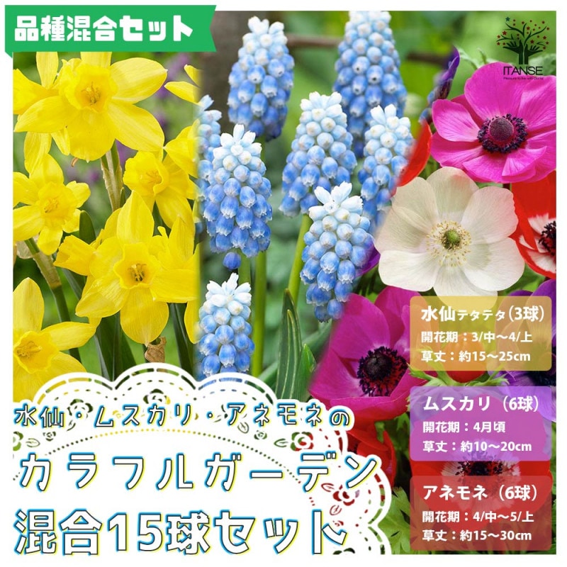 えだまめ様 専用 珍しい系のムスカリ球根セット 3種類カラフル 来年