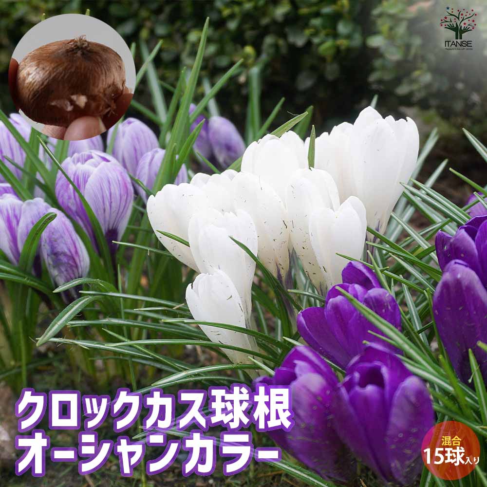 クロッカスオーシャンカラー【花球根／お買い得15球セット】