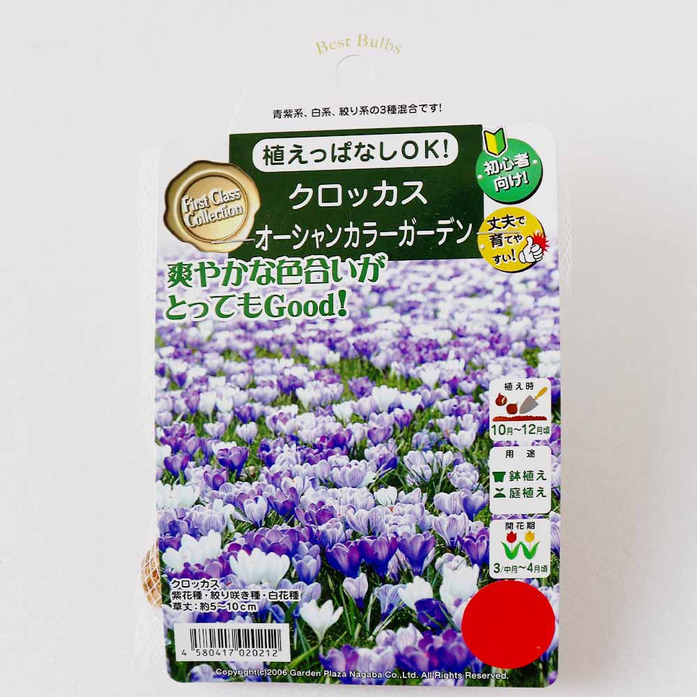 クロッカスオーシャンカラー【花球根 15球】