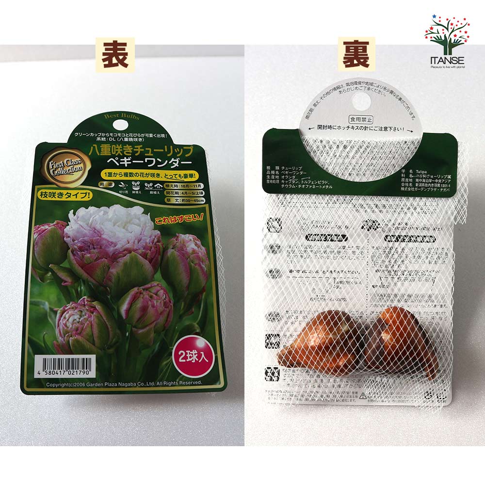 八重咲チューリップ ペギーワンダー【花球根／お買い得2球セット