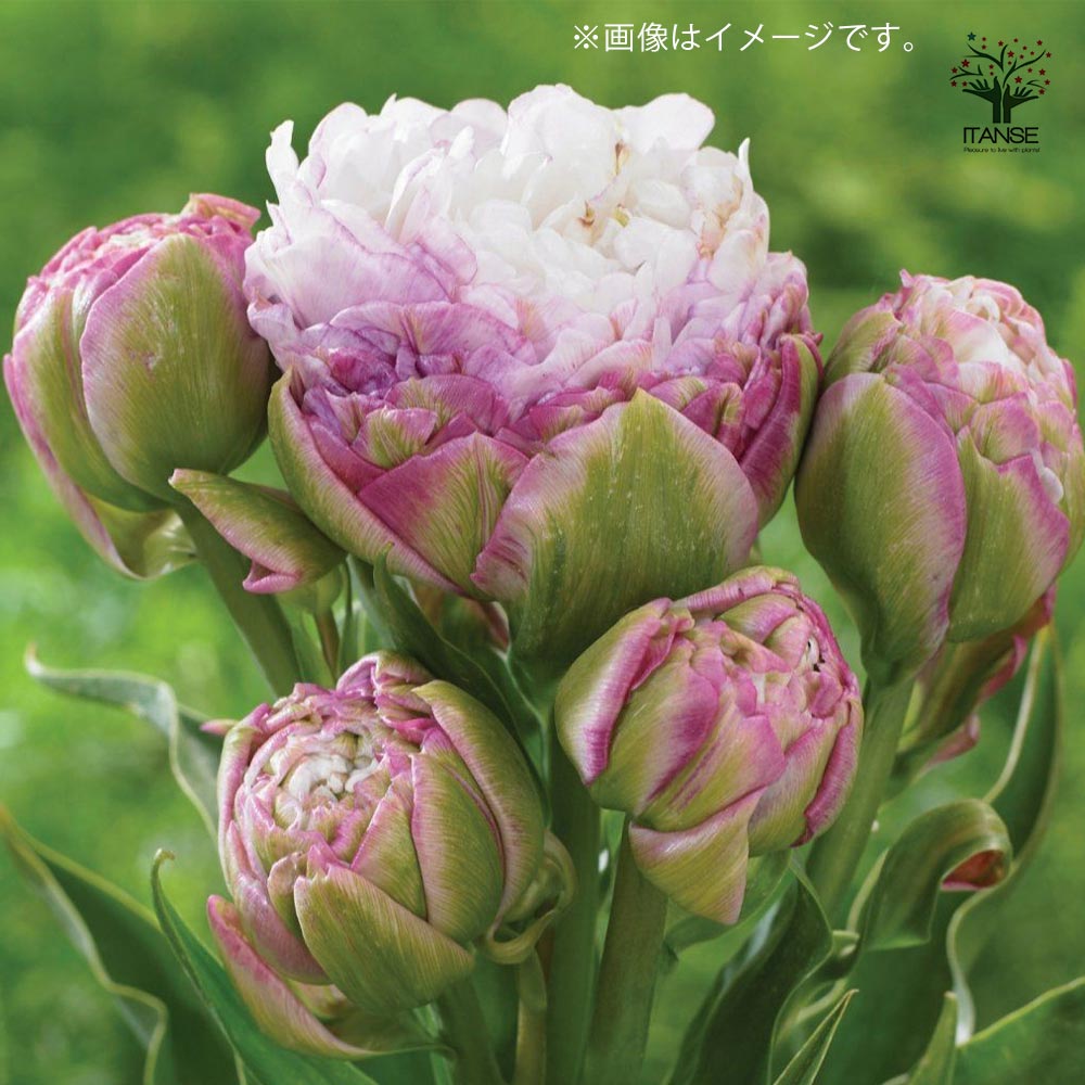 八重咲チューリップ ペギーワンダー【花球根／お買い得2球セット