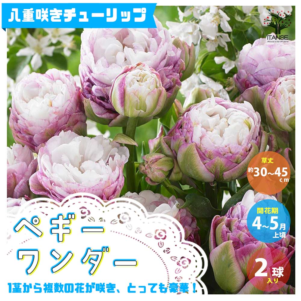  八重咲チューリップ ペギーワンダー【花球根／お買い得2球セット】