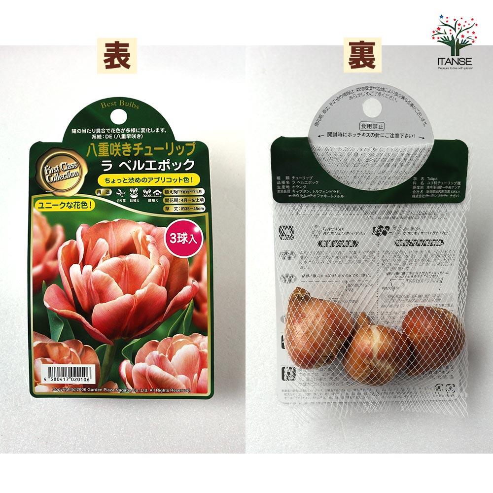 八重咲チューリップ ラ ベルエポック【花球根／お買い得3球