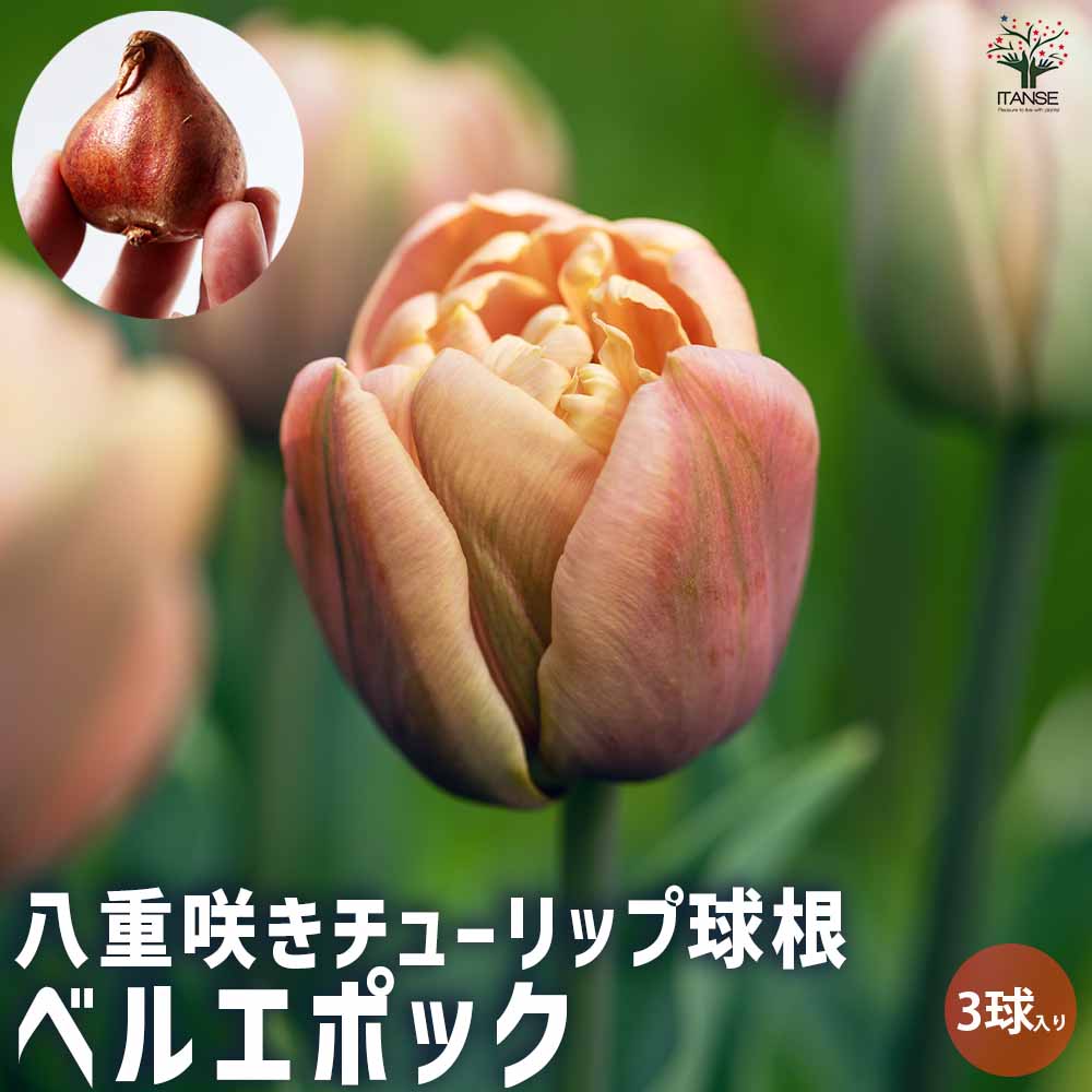 八重咲チューリップ ラ ベルエポック【花球根／お買い得3球セット】