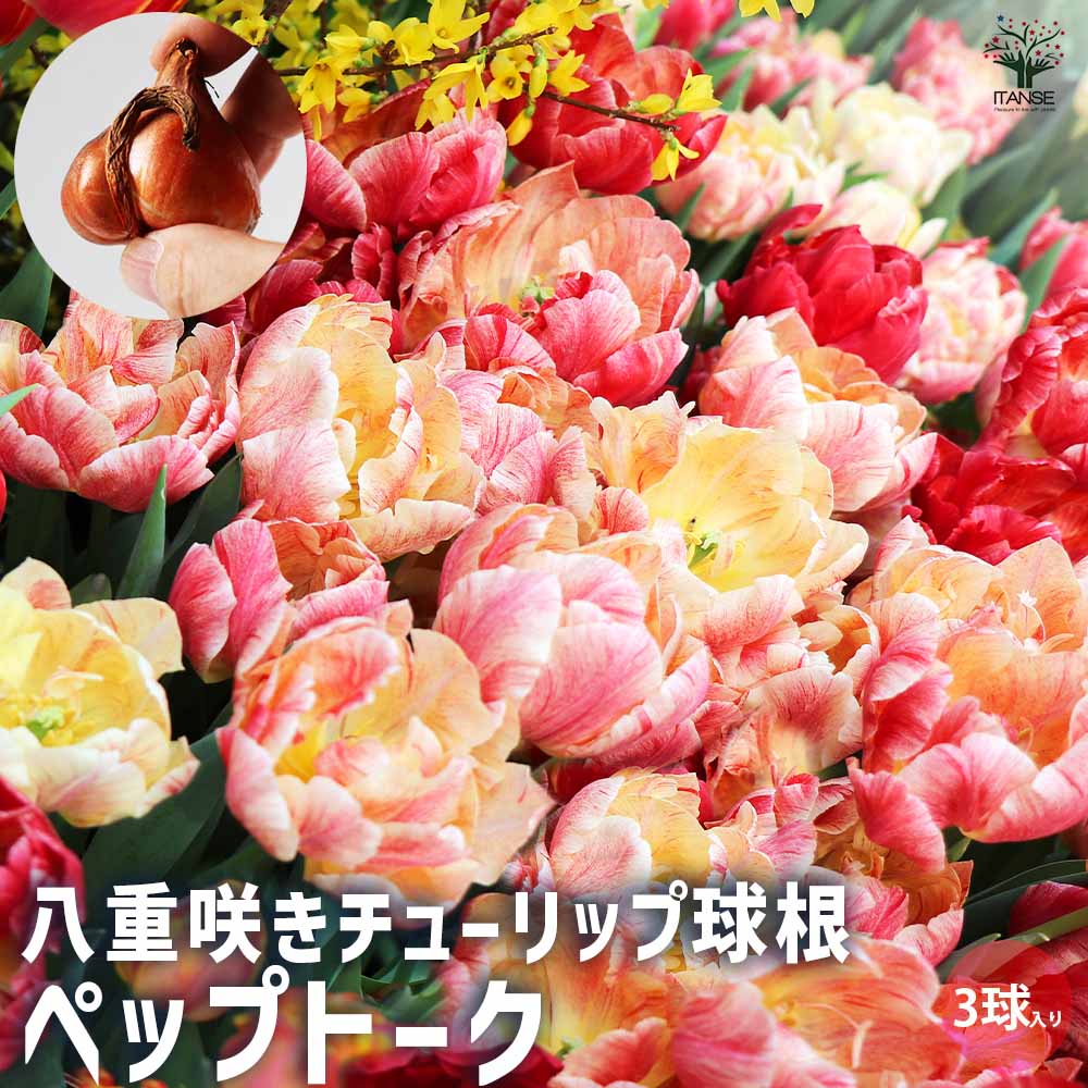八重咲チューリップ ペップトーク【花球根／お買い得3球セット】