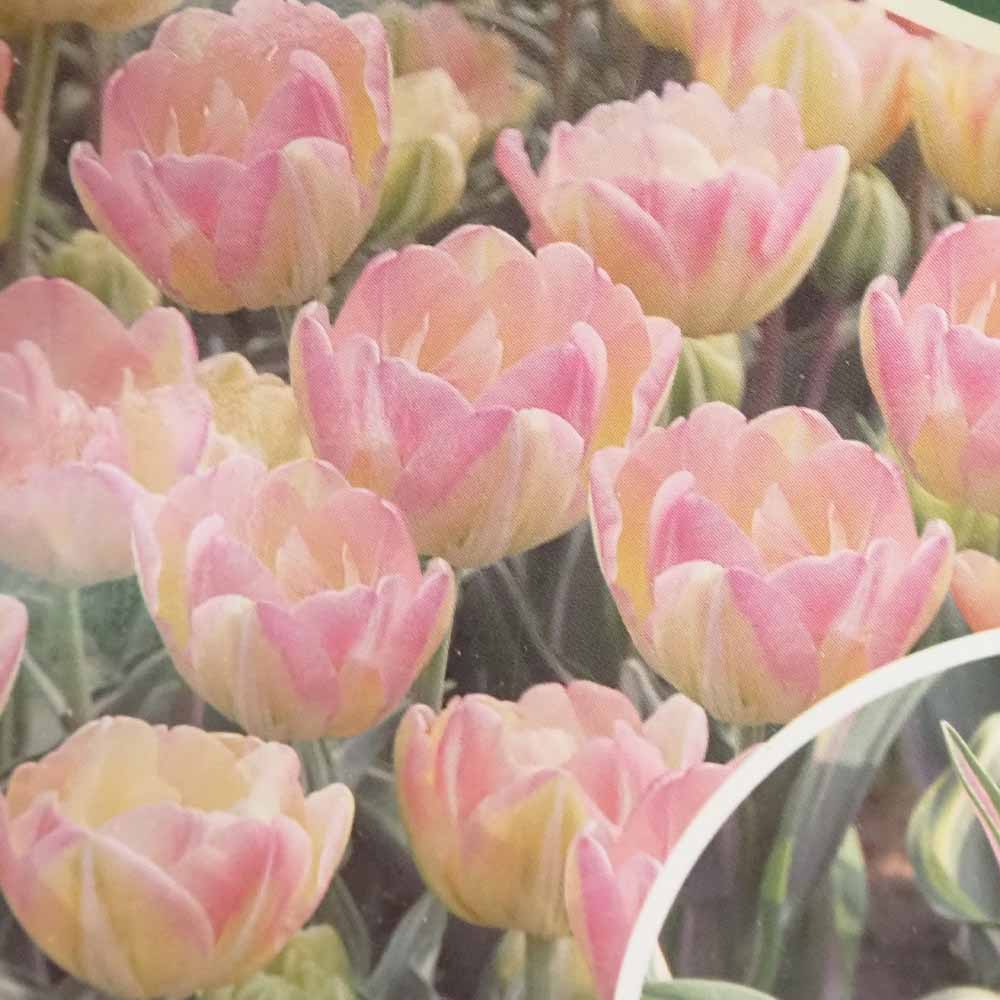 八重咲チューリップ 斑入り葉 ハッピーアップスター【花球根／お買い得5球セット】
