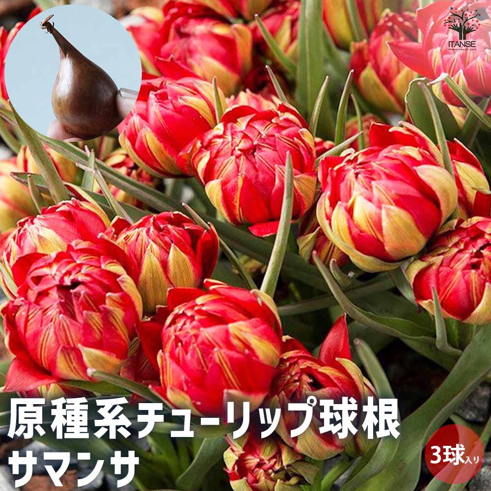 原種系チューリップ サマンサ【花球根／お買い得3球セット】