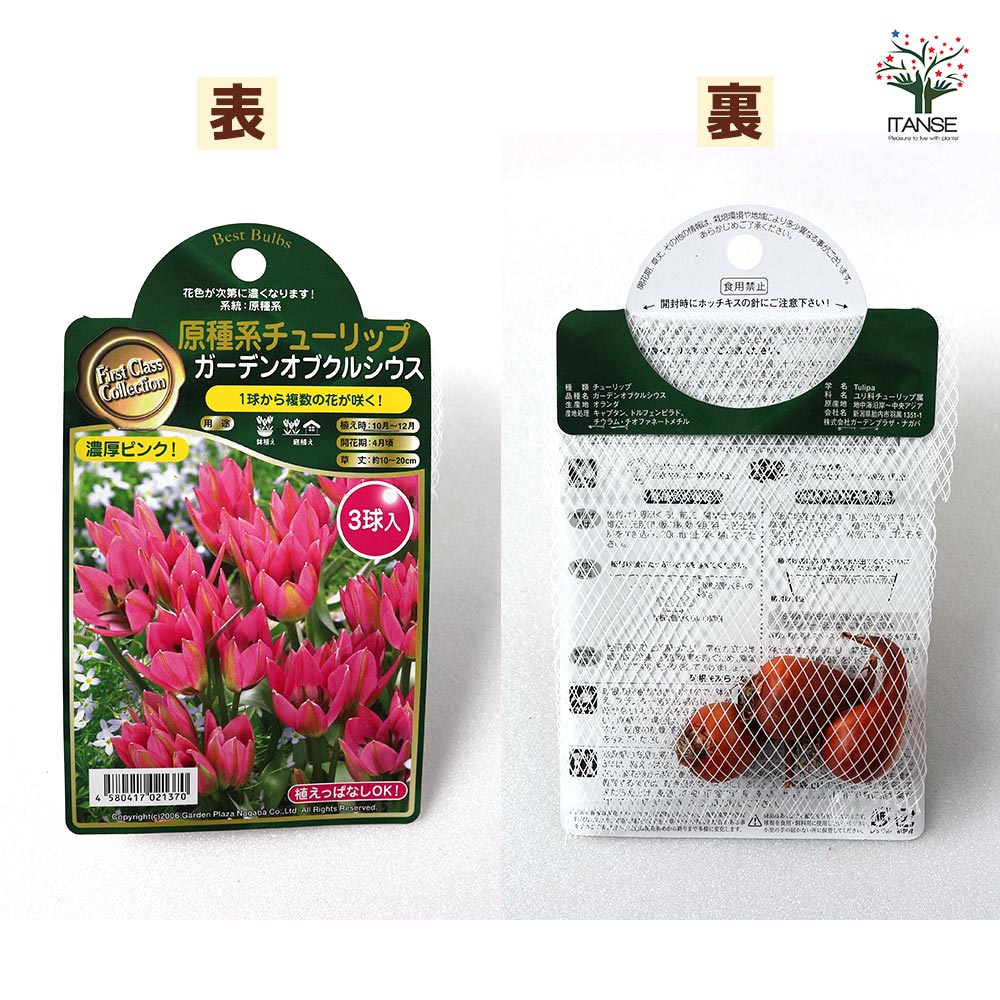 原種系チューリップ ガーデンオブCクルシウス【花球根／お買い得3球