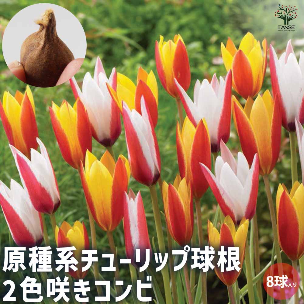 原種系チューリップ 2色咲きコンビ 原種クルシアナ系2種混合【花球根／お買い得8球セット】