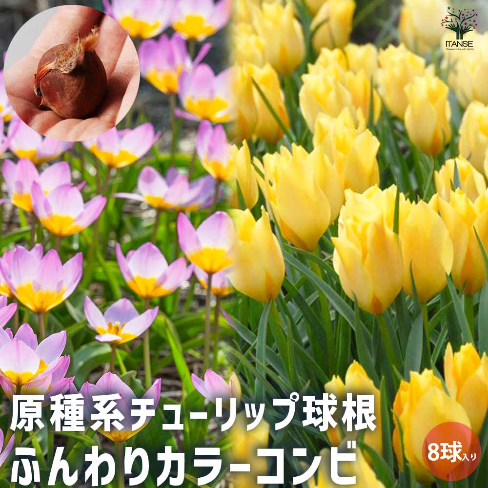 原種系チューリップ ふんわりカラーコンビ2種混合【花球根／お買い得8球セット】