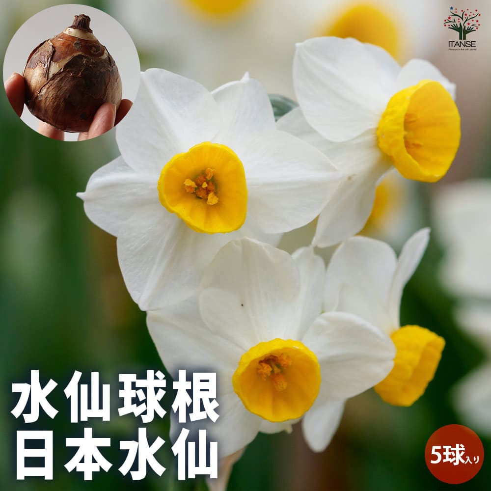 水仙 早咲き香り水仙 日本水仙【花球根／お買い得5球セット】