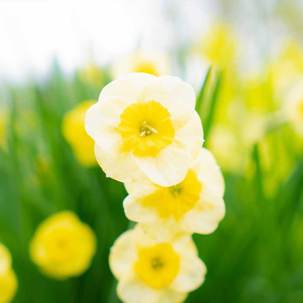 水仙 香り水仙サンディスク【花球根 2球】｜ 【植物のITANSE
