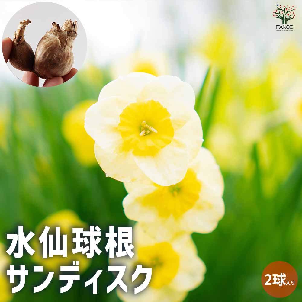 水仙 香り水仙サンディスク【花球根／お買い得2球セット】