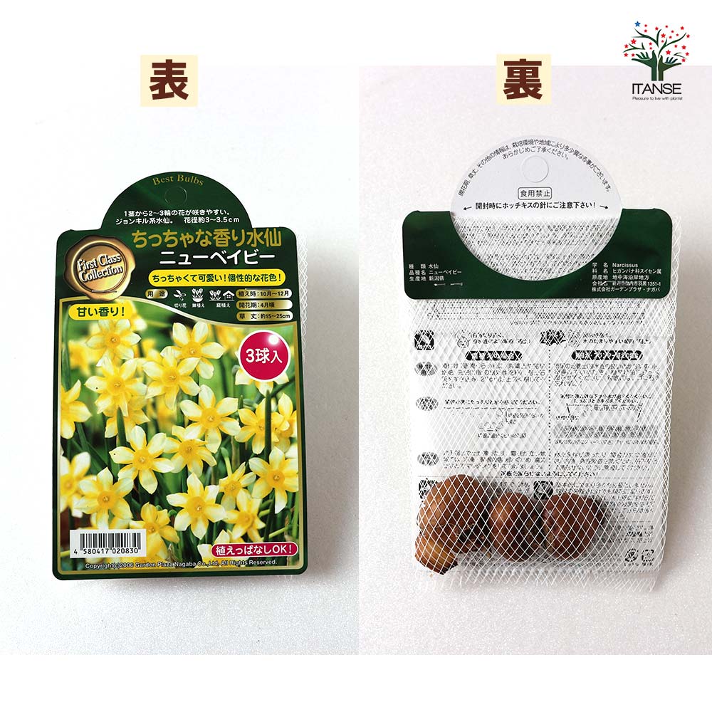 水仙 ちっちゃな香り水仙ニューベイビー【花球根／お買い得3球セット