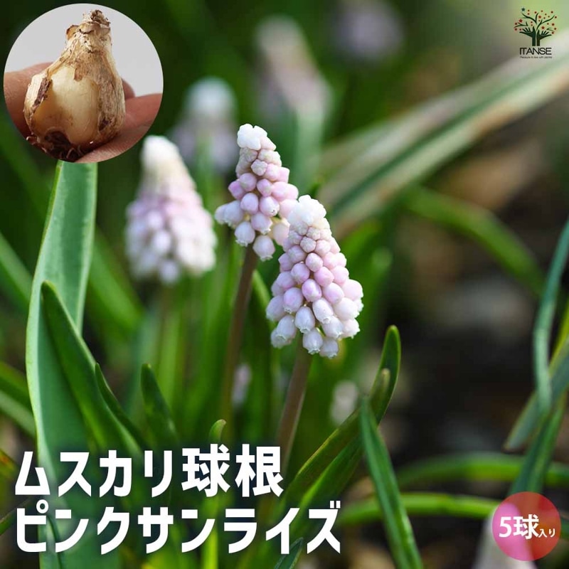 ムスカリ｜【植物のITANSE】全品送料無料・即出荷!