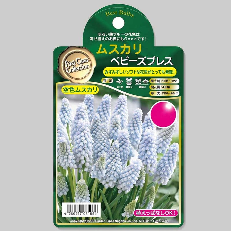 ムスカリ ベビーズブレス【花球根 6球】｜ 【植物のITANSE】全品