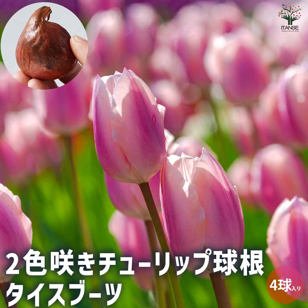 チューリップ タイスブーツ【花球根／お買い得4球セット】
