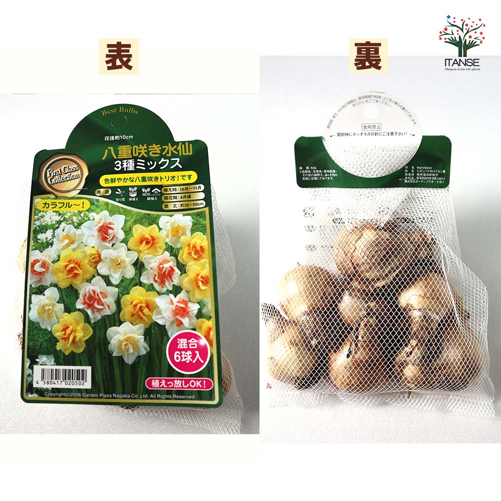 水仙 セット内容：八重咲き水仙3品種合計6球1袋／品種：レプリート