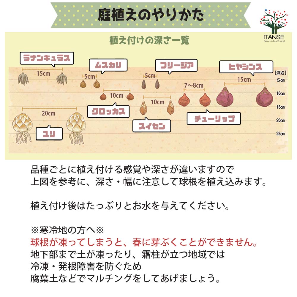 水仙 セット内容：八重咲き水仙3品種合計6球1袋／品種：レプリート