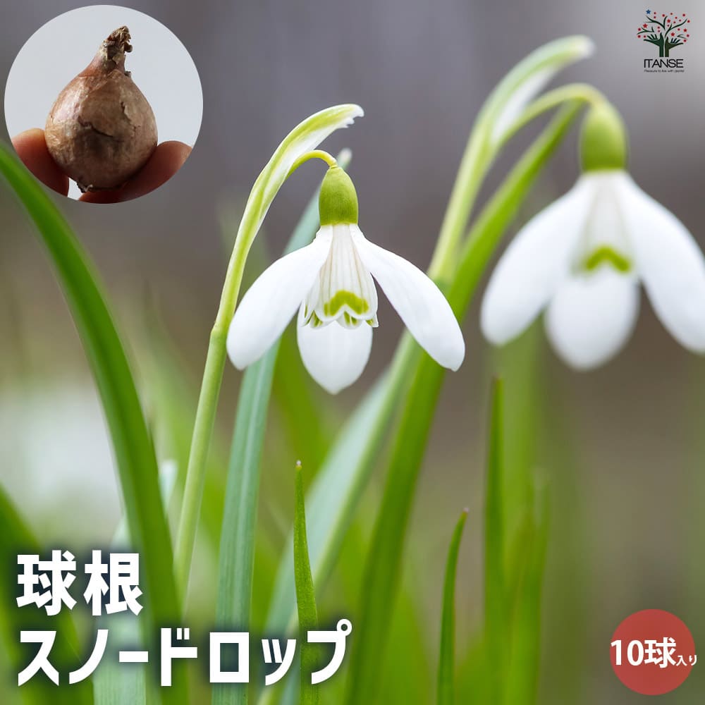 スノードロップ スノードロップ【花球根／お買い得10球セット】