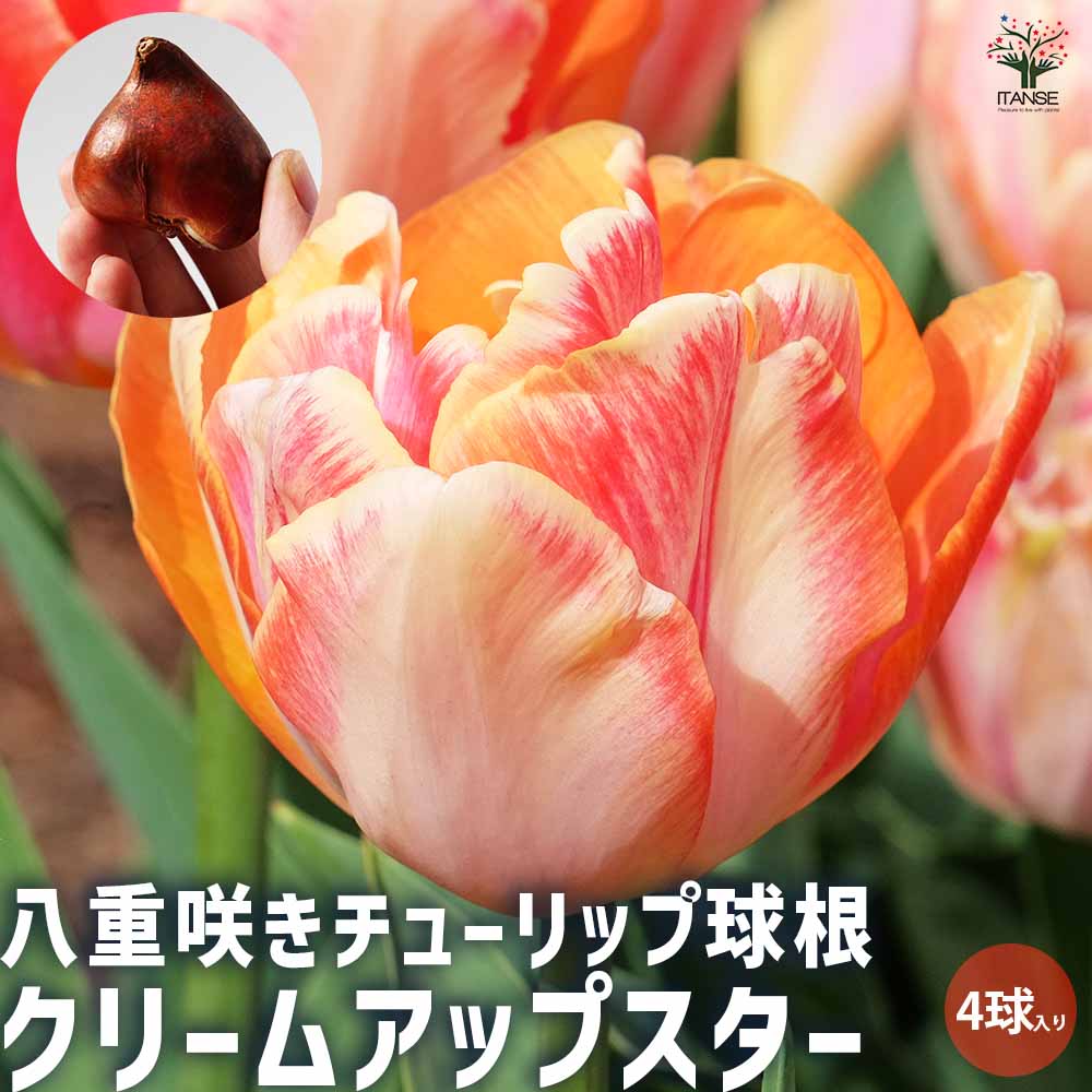 クリームアップスター 八重咲チューリップ 【花球根／お買い得4球セット】