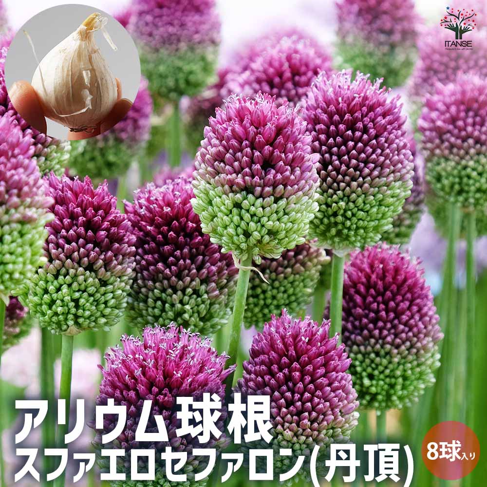 アリウム スファエロセファロン(丹頂) 【花球根／お買い得8球セット】