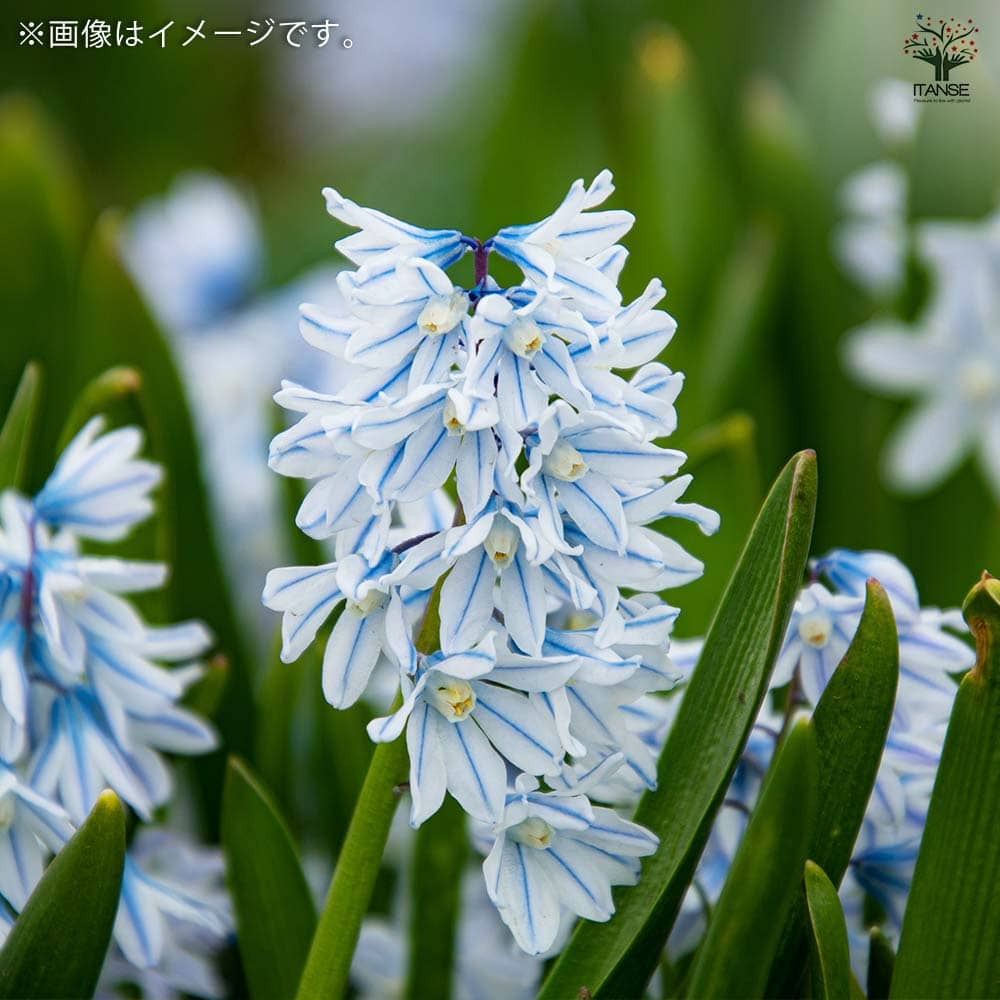 プスキニア リバノチカ 【花球根／お買い得8球セット】｜ 【植物の