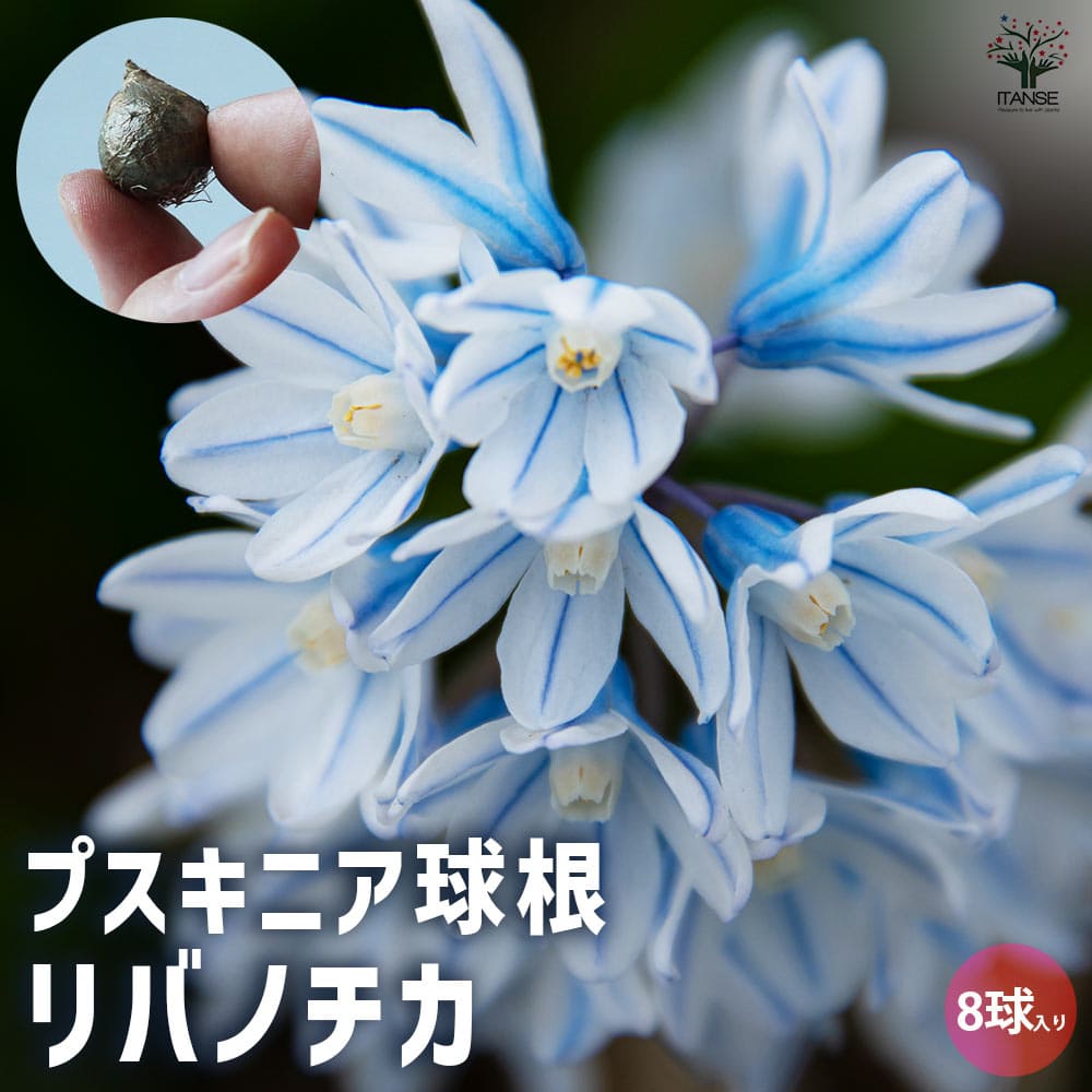 プスキニア リバノチカ 【花球根／お買い得8球セット】