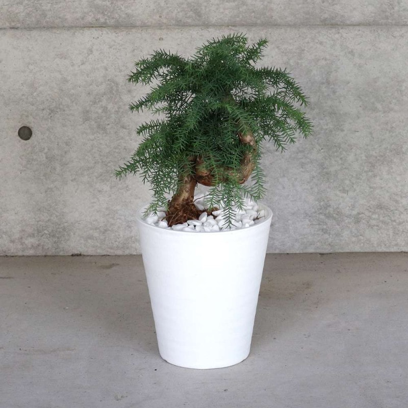 ボトルツリー　M2　８号　高さ125ｃｍ ボトルツリー (ブラキキトン・ルペストリス) 【観葉植物 Lサイズ